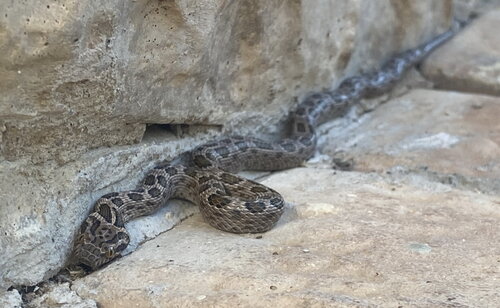 Spotted Rock Snake 3.JPG