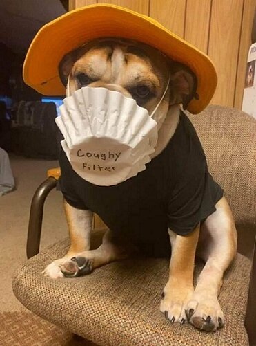 Dog with mask.jpg