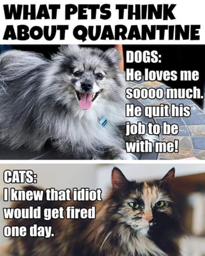 What pets think of quarantine.png