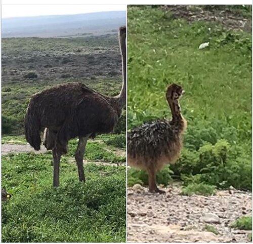 Ostrich and baby.jpg