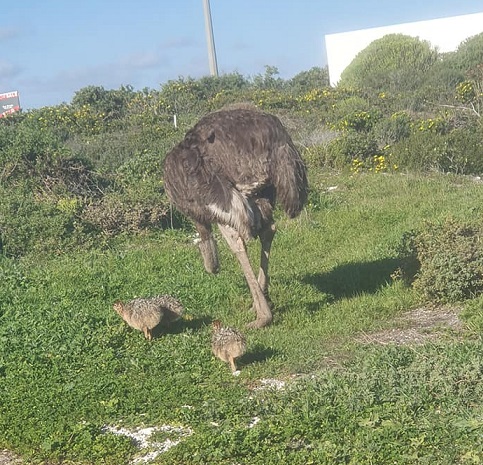 Ostrich and two babies.jpg