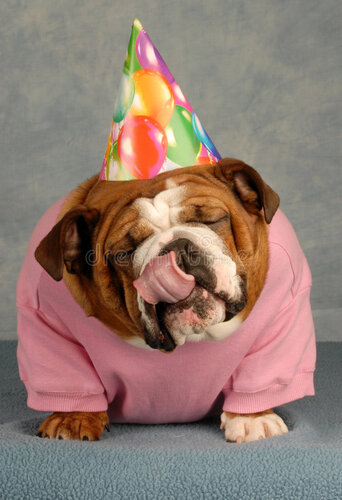 happy-birthday-dog-7964347.jpg