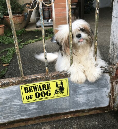beware-of-dog.jpg