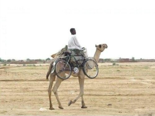 Camel and bicycle.JPG