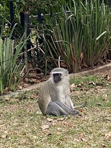 Monkeys 06.jpg