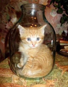 Kitten_in_a_jar.jpg
