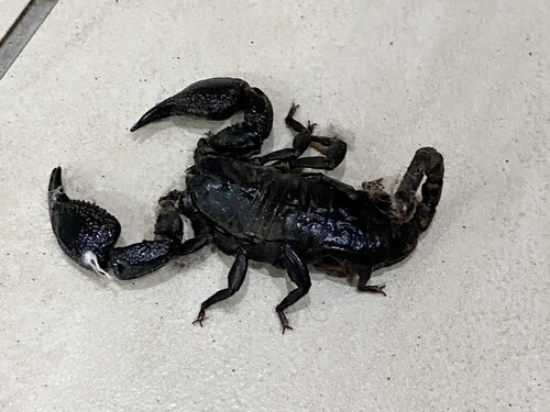 Scorpion.JPG