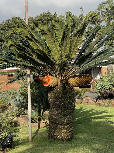 Walking Cycad_2.jpg