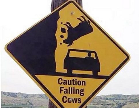 Caution falling cows.jpg