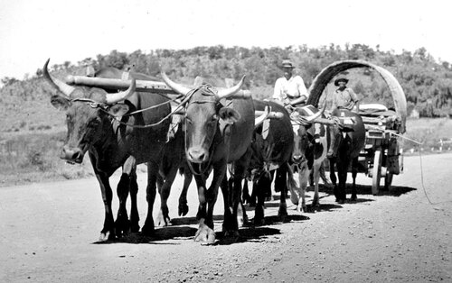 An_Ox_Wagon_in_the_Transvaal_-ID-48555-_Wikipedia.jpg