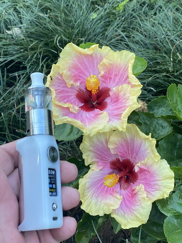 Walk Vape 210419 8.jpg