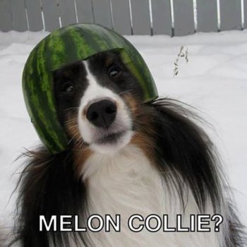 MelonCollie.jpg