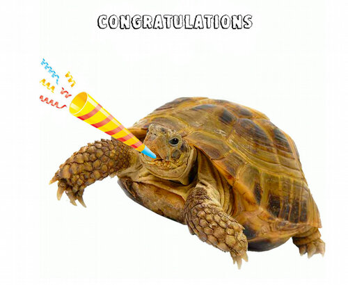 7312147-Tortoise-Congratulations-Greeting-Card-Funny--0.jpg