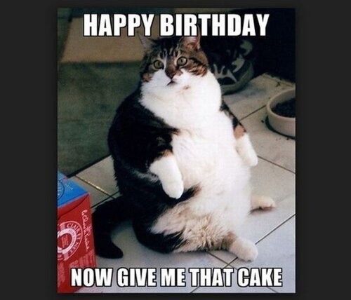 cat-birthday-memes-19-720x617.jpg