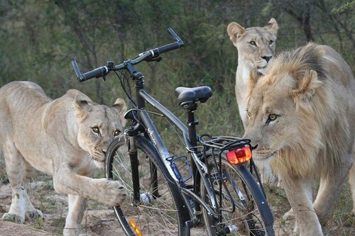 Lions with bicycle.jpg