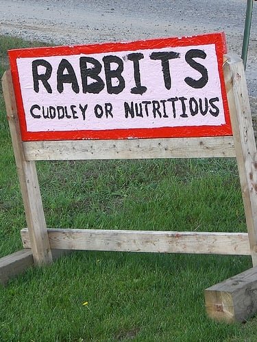 Rabbits.jpg