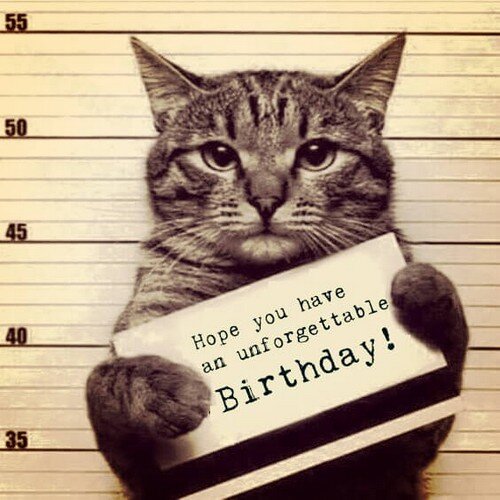 a_cat_happy_birthday_cat_meme1.jpg