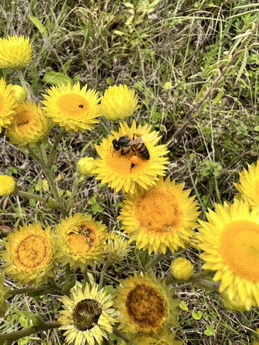 Bees 3.jpg
