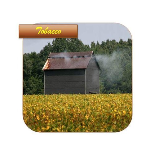 flue cured Tobacco.jpg