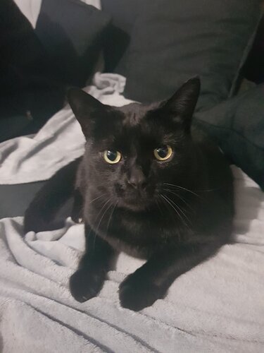 Binx.jpg