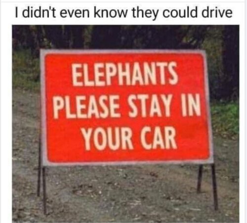 Elephants please stay in your car.JPG