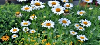 fresh-as-a-daisyw2.jpg fresh-as-a-daisyw2.jpg
