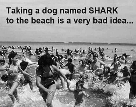 Taking a dog named Shark.jpg