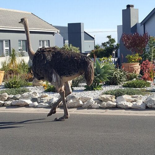 Ostrich 20220510.jpg