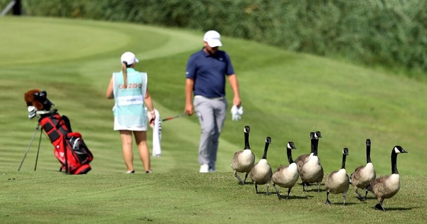 Animals on golf course.jpg