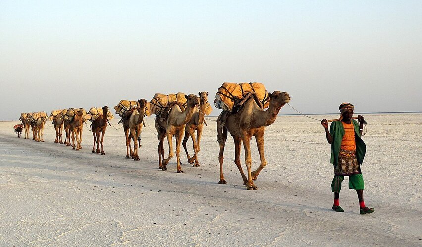 Salt_transport_by_a_camel_train_on_Lake_Assale_(Karum)_in_Ethiopia (1).jpg