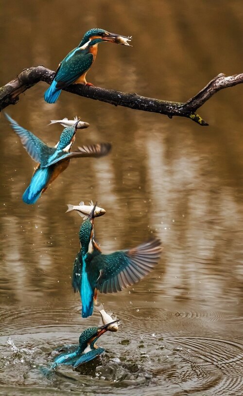 Common-kingfisher-playing.jpg