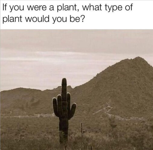 MrGSmokeFree Plant.jpg