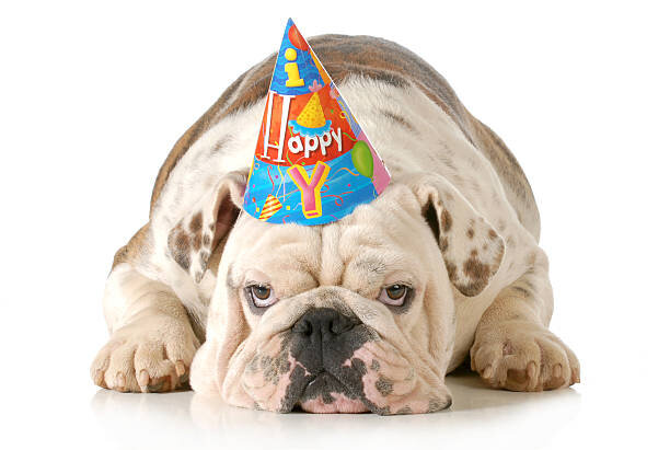 Bulldog.jpg