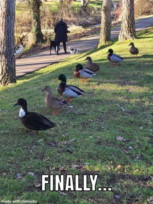 MrGSmokeFree Ducks.jpg