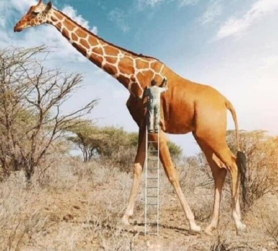 Giraffe_2.JPG