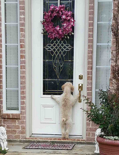 Dog at the door.png