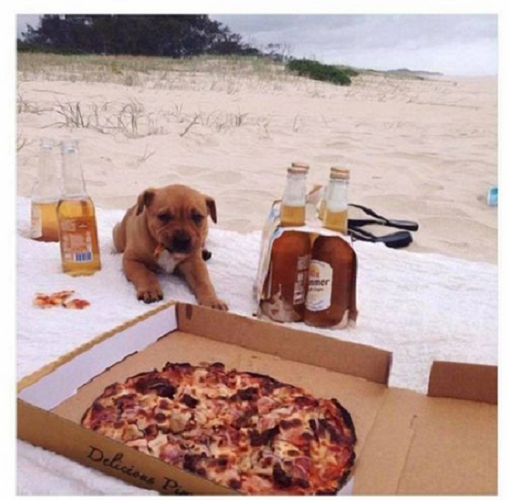 Dog staring at pizza.png