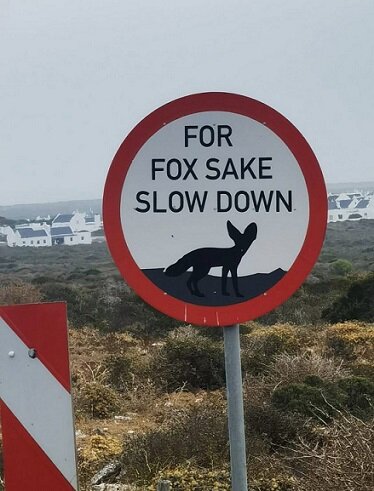 For Fox Sake_near Jacobsbaai.jpg