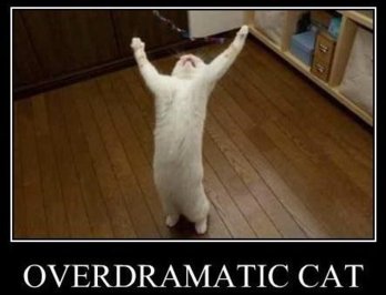 OverDramaticCat.jpg