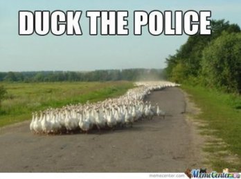 duck-the-police-553ef.jpg