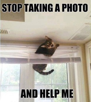 Funny-cat-help-me.jpg