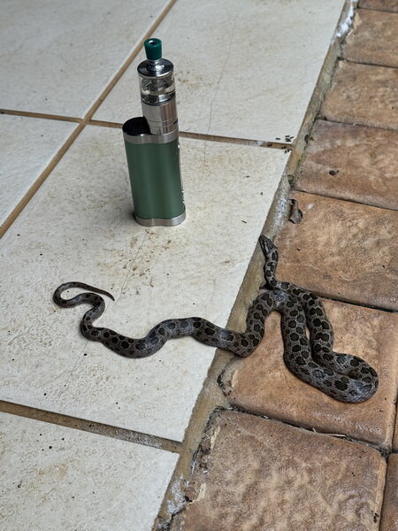 Rock Snake 1.JPG