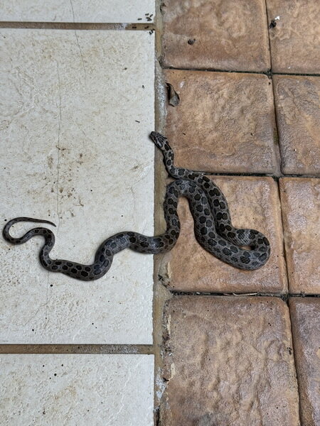 Rock Snake 2.JPG