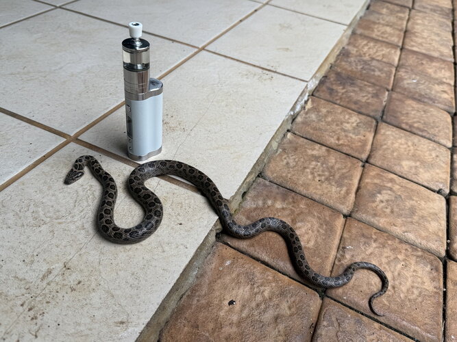 Spotted Rock Snake.JPG