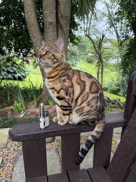 Sunny Cat 251221 6.jpg