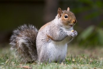 squirrel_20_by_easterngraysquirrel-d5q2kvs-1.jpg