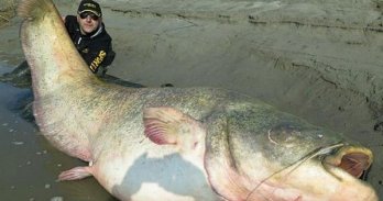 big fish.jpg