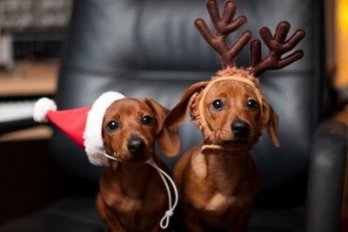 adorable-christmas-cute-dachshund-dogs-Favim.com-176984.jpg