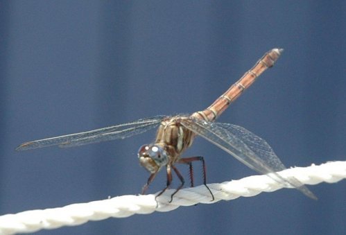 dragonfly 3.jpg