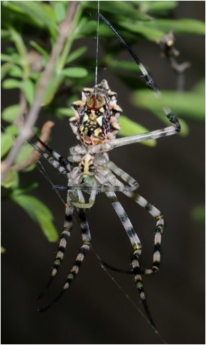 Botter Spinnekop Foto's 11.jpg